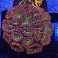 ACI Jynx Dipsastraea - Stock Frag Chunky!
