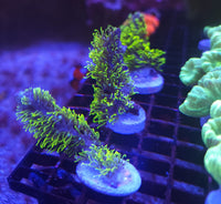 Branching Green Star Polyps