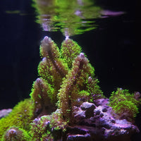 Branching Green Star Polyps
