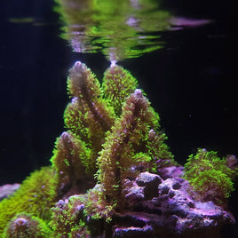 Branching Green Star Polyps