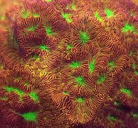 Jack O Lantern Leptoseris – WYSIWYG live coral, view 2 of 2
