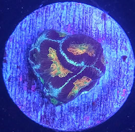 TG Platycakes Platygyra