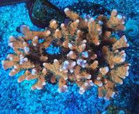 Tropicana Anacropora – WYSIWYG live coral, view 2 of 2