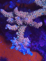 RR Ultimate Orange Passion Acropora