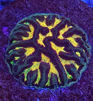 Vivid's Super Melon Platygyra – WYSIWYG live coral, view 3 of 3