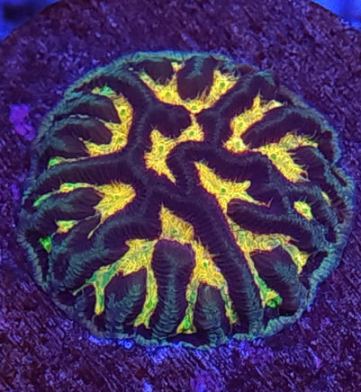 Vivid's Super Melon Platygyra – WYSIWYG live coral, view 3 of 3