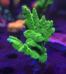 Jake Adams Crystal Experiment Montipora – WYSIWYG live coral, exact piece pictured