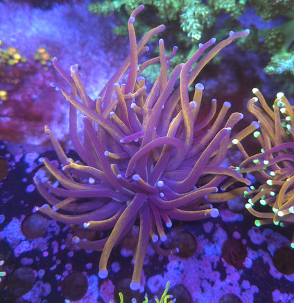 New York Knicks Torch Coral – WYSIWYG live coral, exact piece pictured