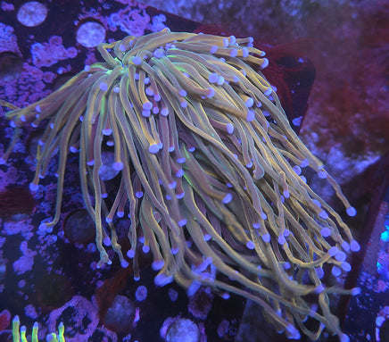 Dragon Tamer Torch Coral 2 heads – WYSIWYG live coral, exact piece pictured