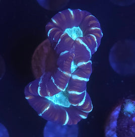 Striped Candycane Coral (Caulastrea furcata)