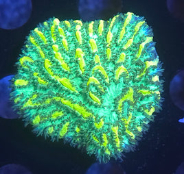JF Limelight Hydnophora