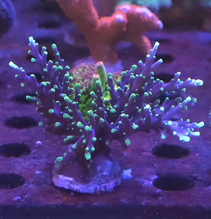 Vivids Space Dragon Acropora – WYSIWYG live coral, exact piece pictured