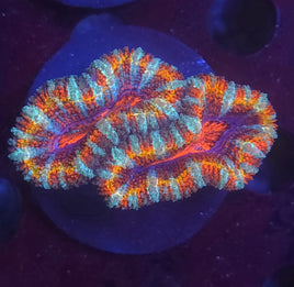 Colorful coral polyp on a dark background