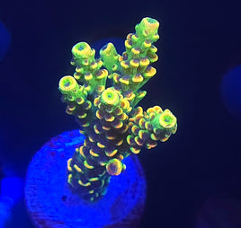 BKchem Fruit Loops Acropora