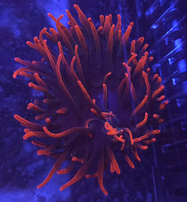Sherman Rose Bubble Tip Anemone