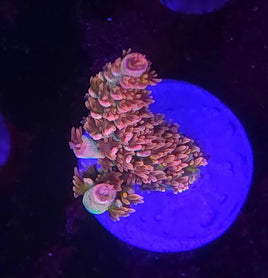 RR Ultimate Orange Passion Acropora