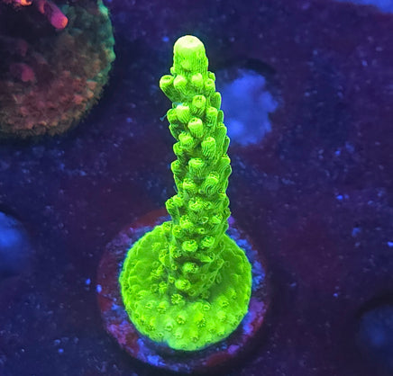 Bali Green Slimer Acropora (Acropora yongei) – WYSIWYG live coral, exact piece pictured
