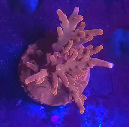 Fire Dragon Acropora – WYSIWYG live coral, exact piece pictured