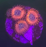 Sakura Zoanthids