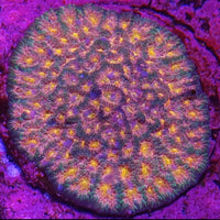 Vivid's Baby Breath Favia – WYSIWYG live coral, view 2 of 2
