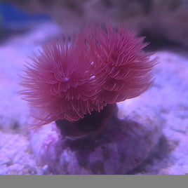 Red Coco Worm