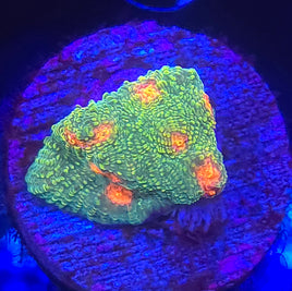 Bubble Gum Monster Chalice Coral