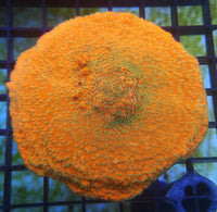 Sunset Montipora – WYSIWYG live coral, view 2 of 2