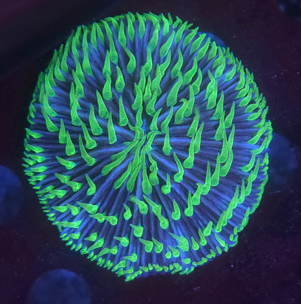 Close-up of a vibrant green and blue coral on a dark background