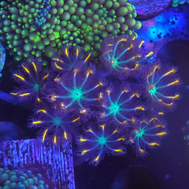 Fireworks Clove Polyps
