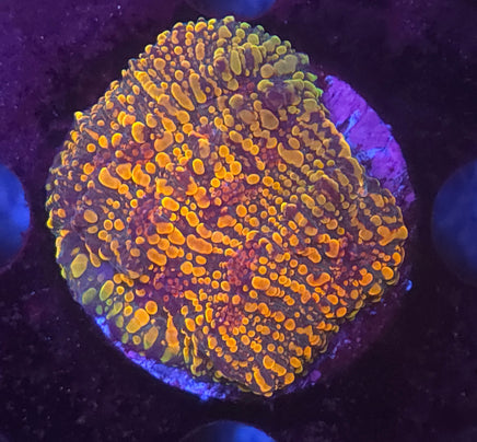 Cloud Berries Chalice – WYSIWYG live coral, exact piece pictured