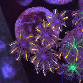 Candy Corn Clove Polyps