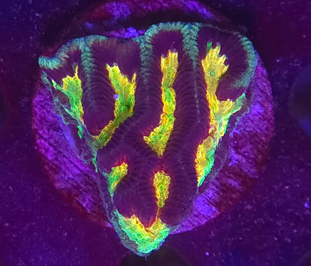 Vivid's Super Melon Platygyra – WYSIWYG live coral, exact piece pictured