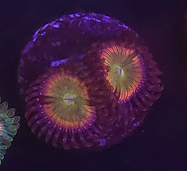 Sunny D Zoanthid