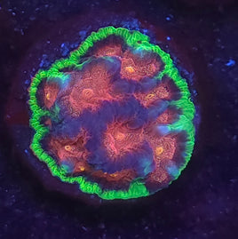 Bejeweled Favia