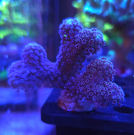 Milka Stylophora (Stylophora pistillata)