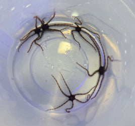 Micro Brittle Stars (5 Pack)