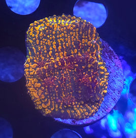 Cloud Berries Chalice