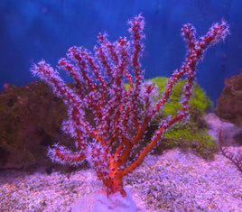 Orange Deepwater NPS Gorgonian