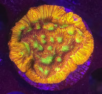 Jack O Lantern Leptoseris – WYSIWYG live coral, exact piece pictured