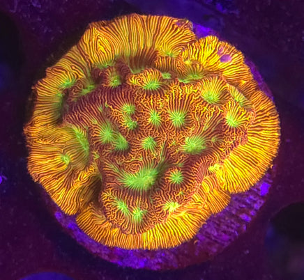 Jack O Lantern Leptoseris – WYSIWYG live coral, exact piece pictured