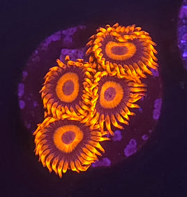 Orange Oxide Zoanthid