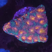 Vivid's Baby Breath Favia
