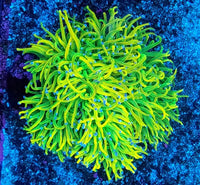 ASD OG Holy Grail Torch – WYSIWYG live coral, view 2 of 2