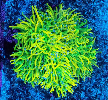 ASD OG Holy Grail Torch – WYSIWYG live coral, view 2 of 2