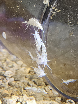 Live Berghia Nudibranch 5 Pack