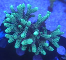 Green Birdsnest Colony