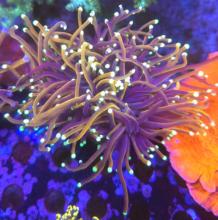 Jester Torch Coral – WYSIWYG live coral, exact piece pictured