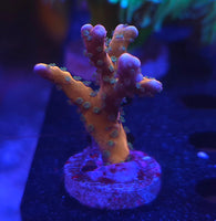 Tropicana Anacropora