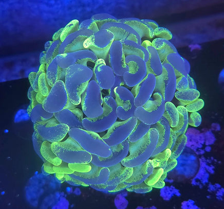 Aussie Splatter Hammer – WYSIWYG live coral, exact piece pictured