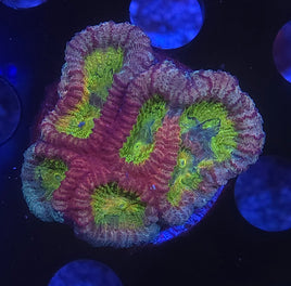 Fantasmo Favia (Favia sp)